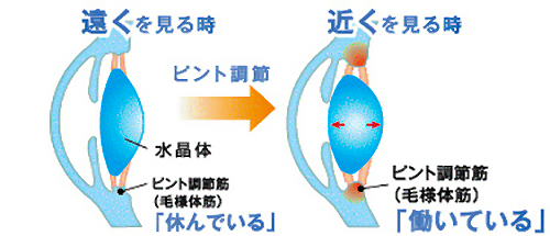 老視の原因